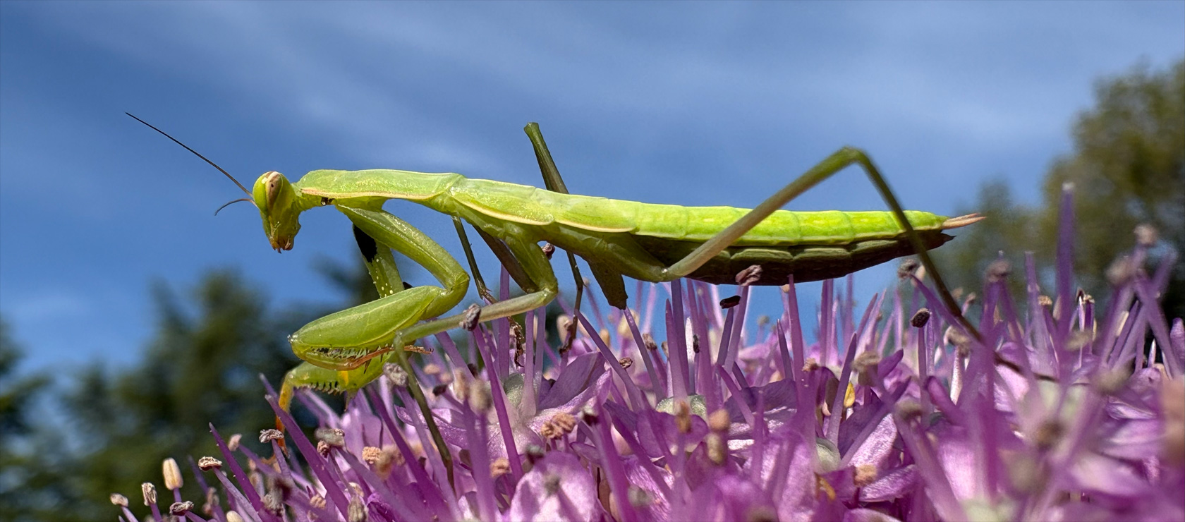 Foto en primer plano de una mantis religiosa capturada con la cámara ultra gran angular