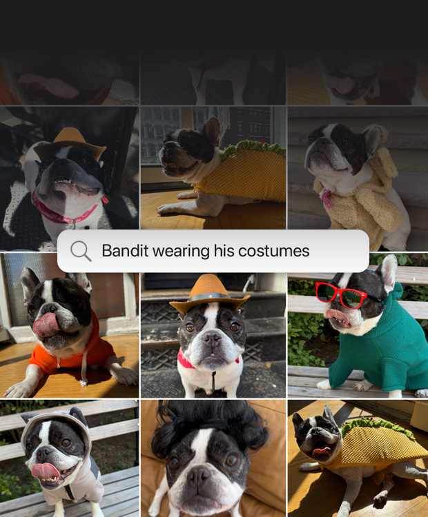 Feature demonstration: Natural language search for photos. Search query in the Photos app with results from the phrase: 'Bandit wearing his costumes'